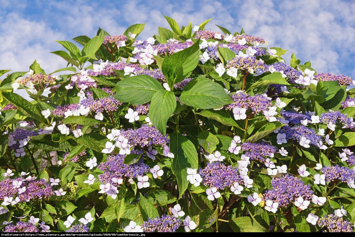 Hortensja kosmata SARGENTIANA-CUDO KOLEKCJONERSKIE!!! - Hydrangea aspera Sargentiana