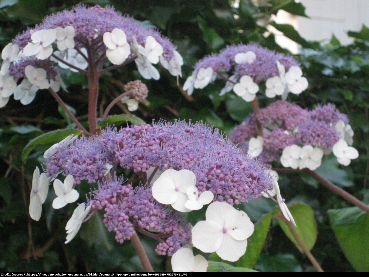 Hortensja kosmata SARGENTIANA-CUDO KOLEKCJONERSKIE!!! - Hydrangea aspera Sargentiana