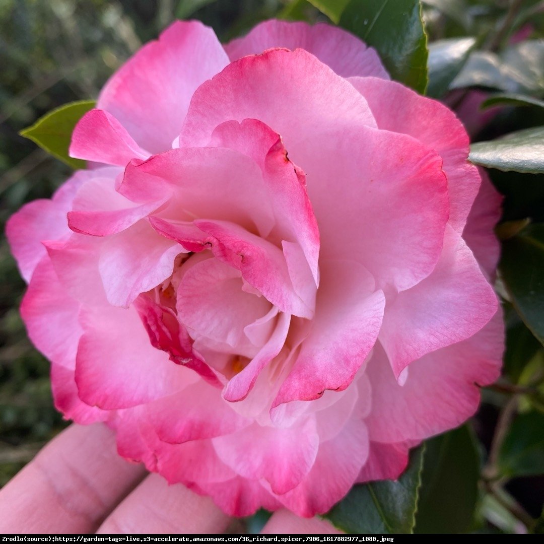 Kamelia Japońska Nuccio's Jewel-ZIMOZIELONY KRZEW O ZJAWISKOWYCH KWIATACH - Camellia japonica Nuccio's Jewel