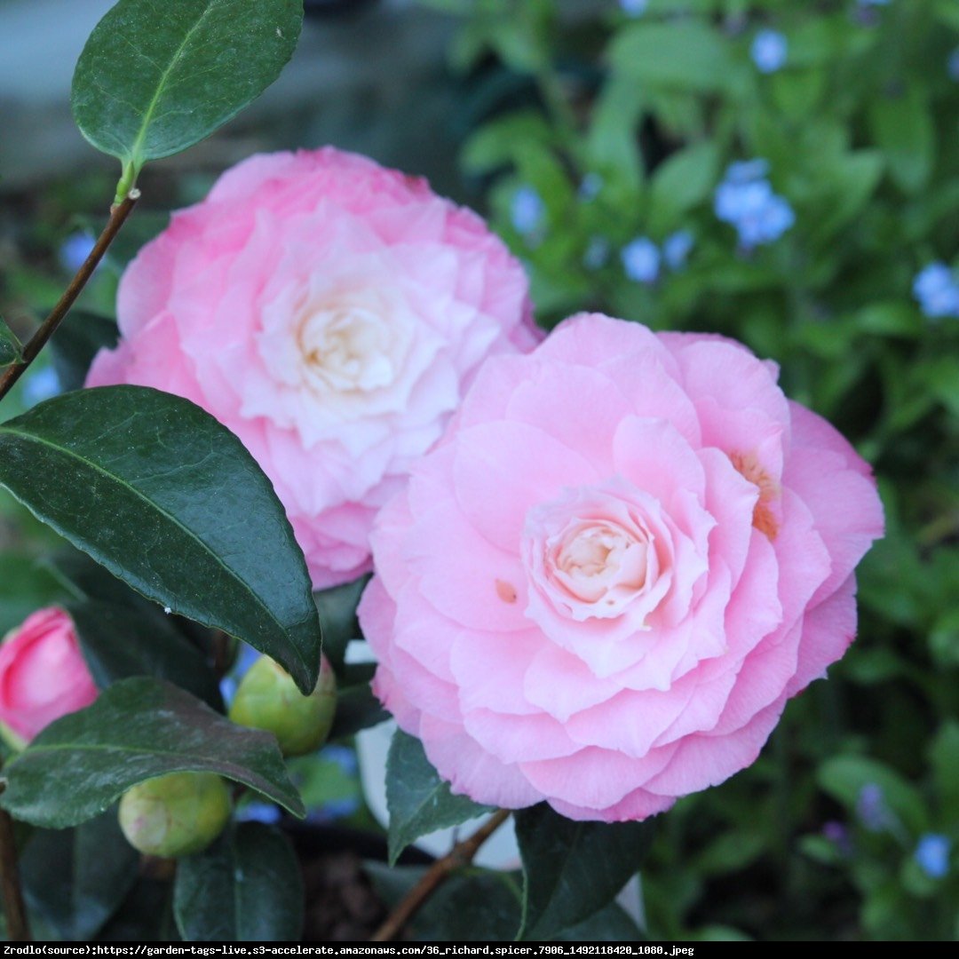 Kamelia Japońska Nuccio's Pearl-ZIMOZIELONY KRZEW O ZJAWISKOWYCH PERŁOWYCH KWIATACH - Camellia japonica Nuccio's Pearl