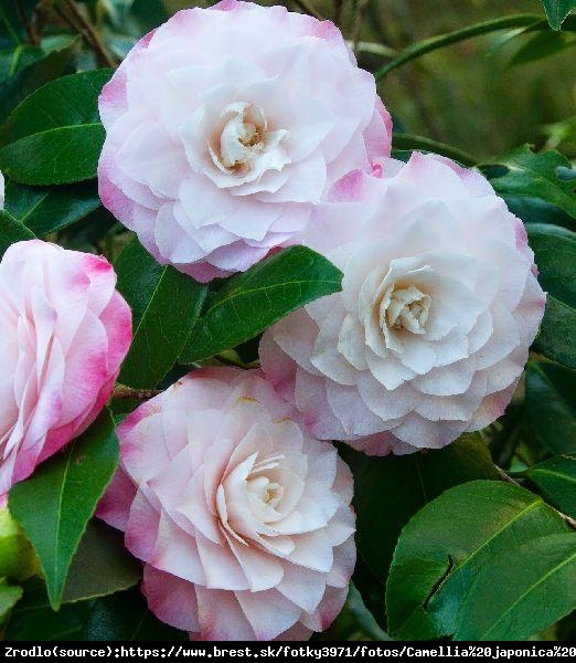 Kamelia Japońska Nuccio's Pearl-ZIMOZIELONY KRZEW O ZJAWISKOWYCH PERŁOWYCH KWIATACH - Camellia japonica Nuccio's Pearl