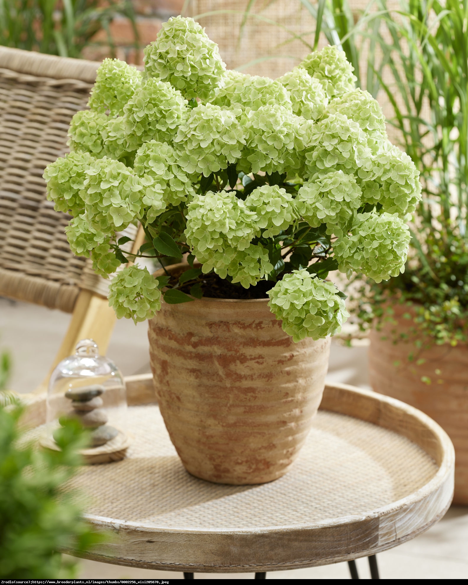 Hortensja bukietowa Petite Cherry-NOWA KOLEKCJONERSKA PEREŁKA !!!  - Hydrangea paniculata Petite Cherry