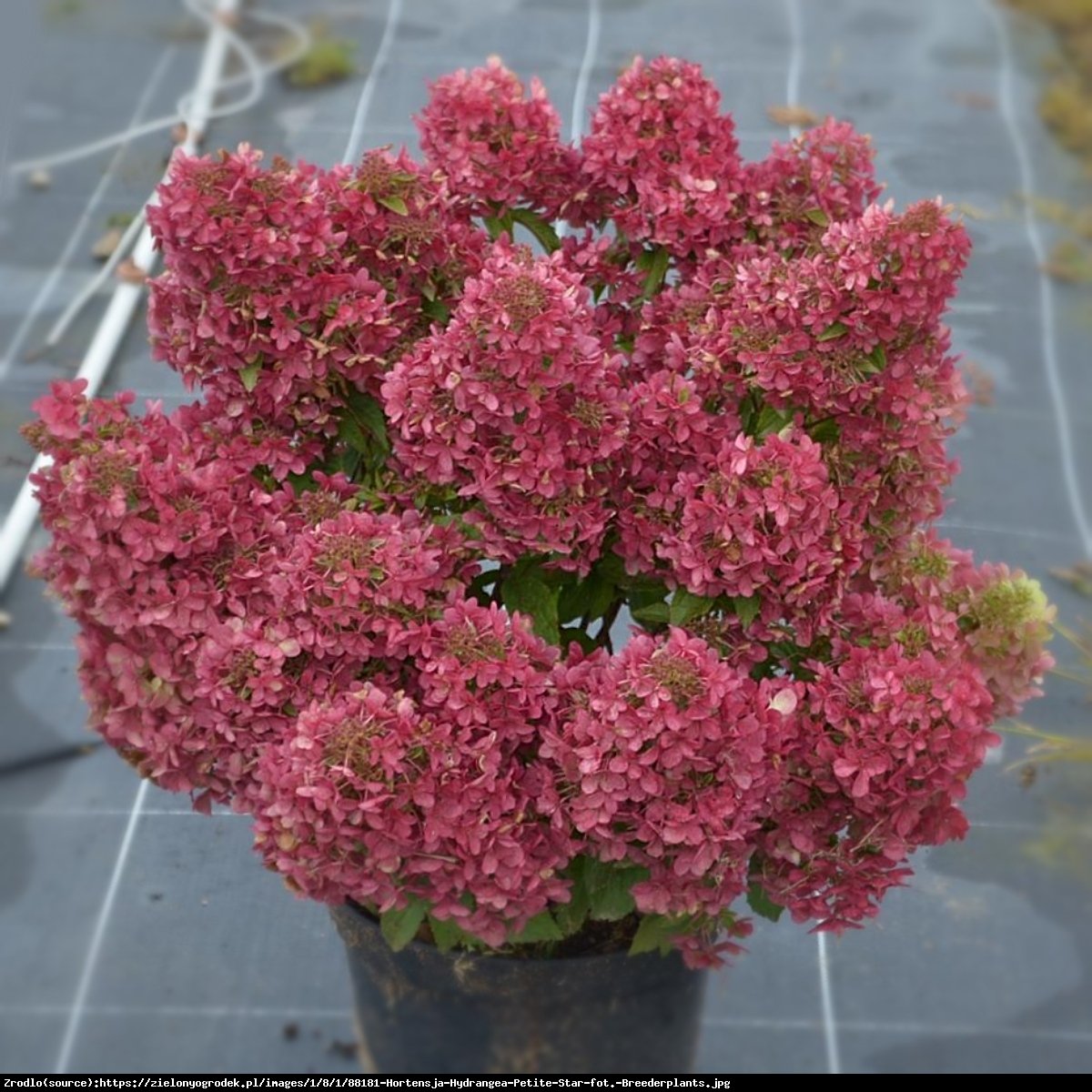 Hortensja bukietowa Petite Cherry-NOWA KOLEKCJONERSKA PEREŁKA !!! - Hydrangea paniculata Petite Cherry