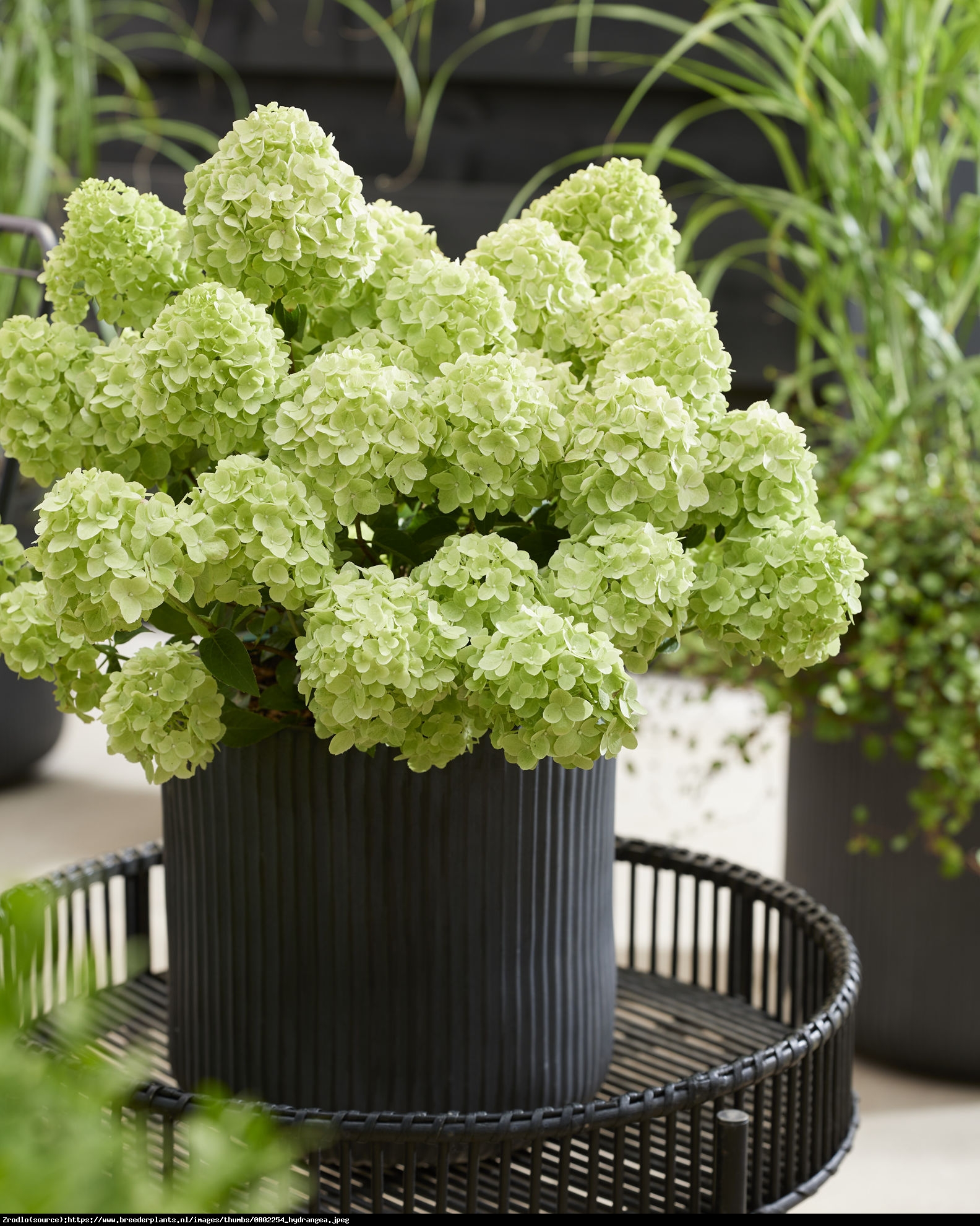 Hortensja bukietowa Petite Cherry-NOWA KOLEKCJONERSKA PEREŁKA !!!  - Hydrangea paniculata Petite Cherry