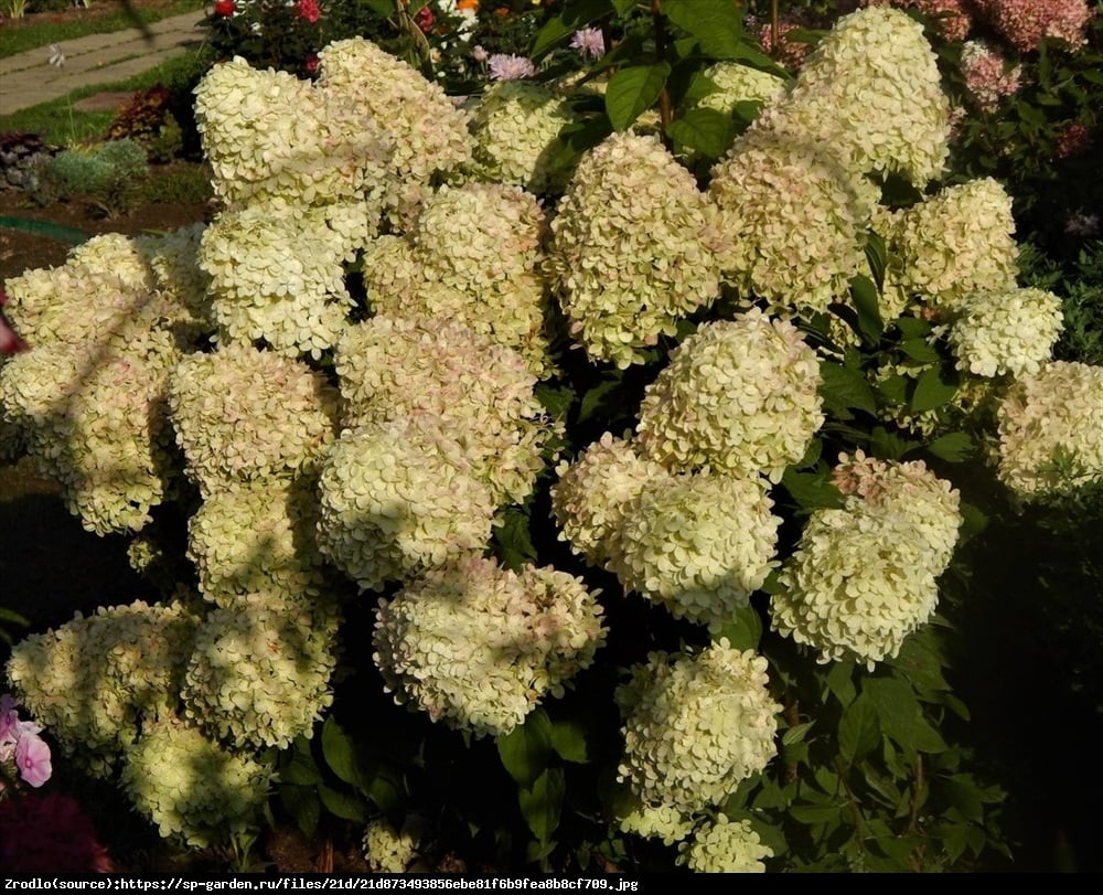 Hortensja bukietowa Petite Star-RARYTAS DLA WIELBICIELI NISKICH PIĘKNOŚCI !!!  - Hydrangea paniculata Petite Star