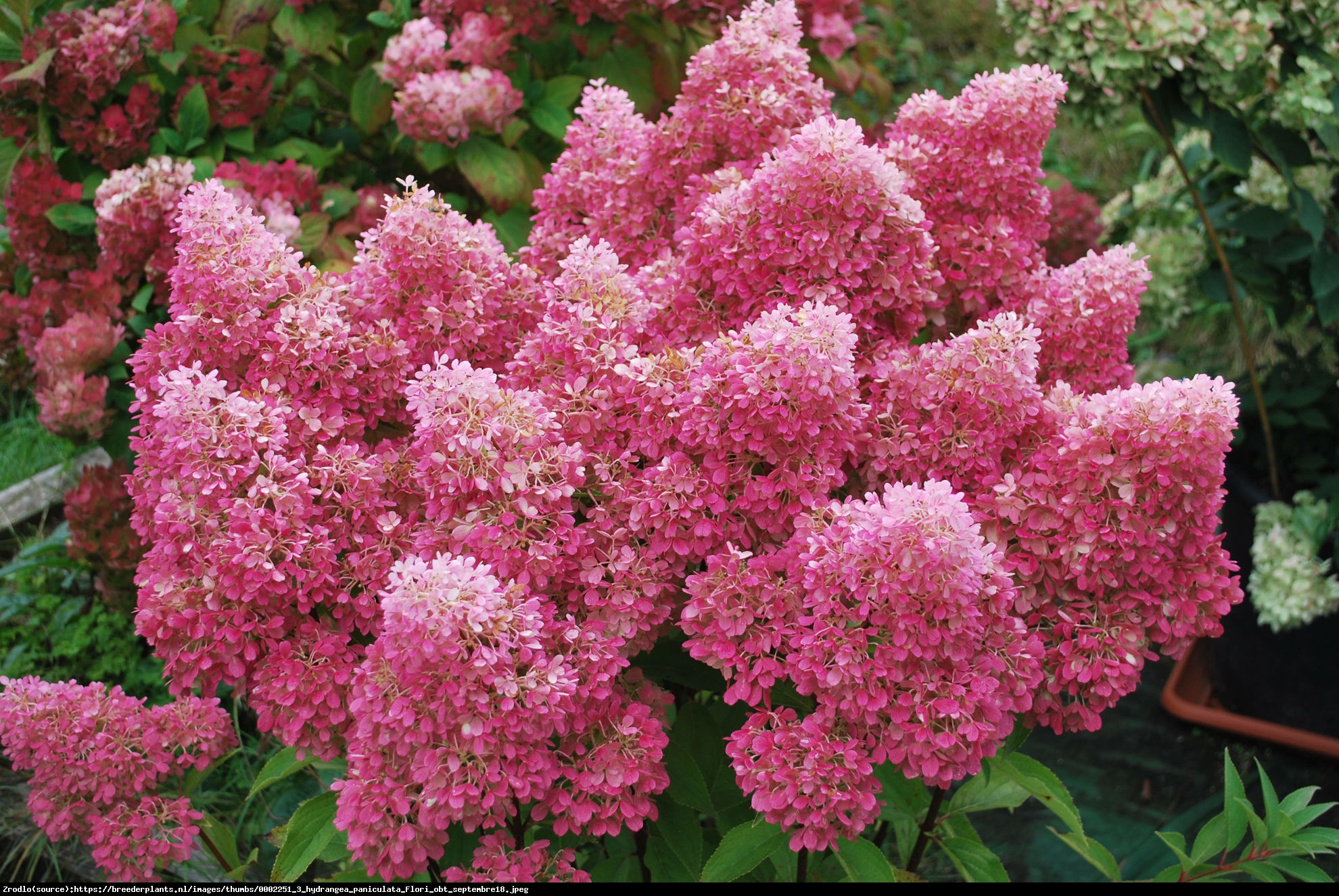 Hortensja bukietowa Petite Flori- RARYTAS DLA WIELBICIELI NOWOŚCI!!!  - Hydrangea paniculata Petite Flori