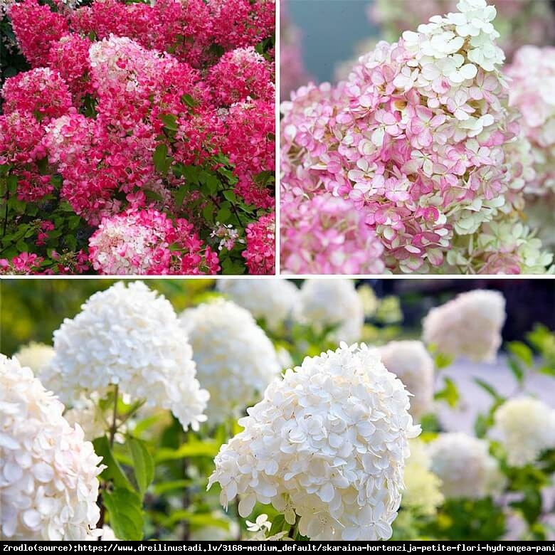 Hortensja bukietowa Petite Flori- RARYTAS DLA WIELBICIELI NOWOŚCI!!!  - Hydrangea paniculata Petite Flori