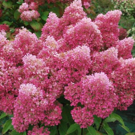 Hortensja bukietowa Petite Flori- RARYTAS DLA WIELBICIELI NOWOŚCI!!!  - Hydrangea paniculata Petite Flori