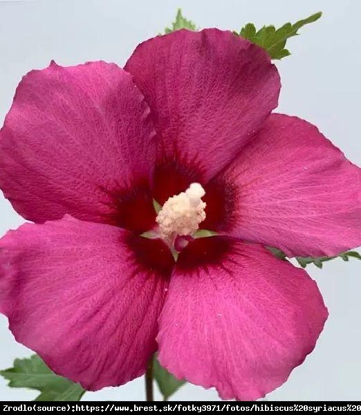 Ketmia, Hibiskus syryjski Flower Tower Ruby - KOLUMNOWY POKRÓJ,NOWOŚĆ NA RYNKU!!! - Hibiscus syriacus  Flower Tower Ruby