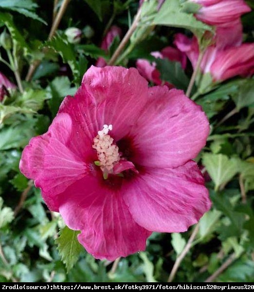 Ketmia, Hibiskus syryjski Flower Tower Ruby - KOLUMNOWY POKRÓJ,NOWOŚĆ NA RYNKU!!! - Hibiscus syriacus  Flower Tower Ruby