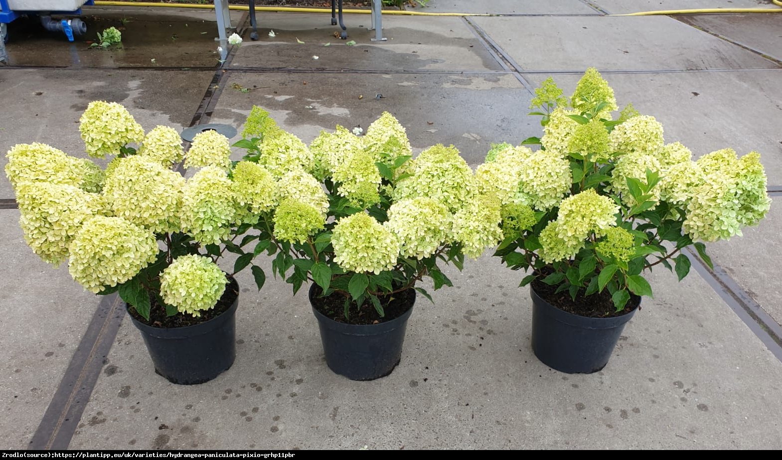 Hortensja bukietowa Pixio - RARYTAS, ogromne kwiaty,  zmienia barwy !!! - Hydrangea paniculata Pixio