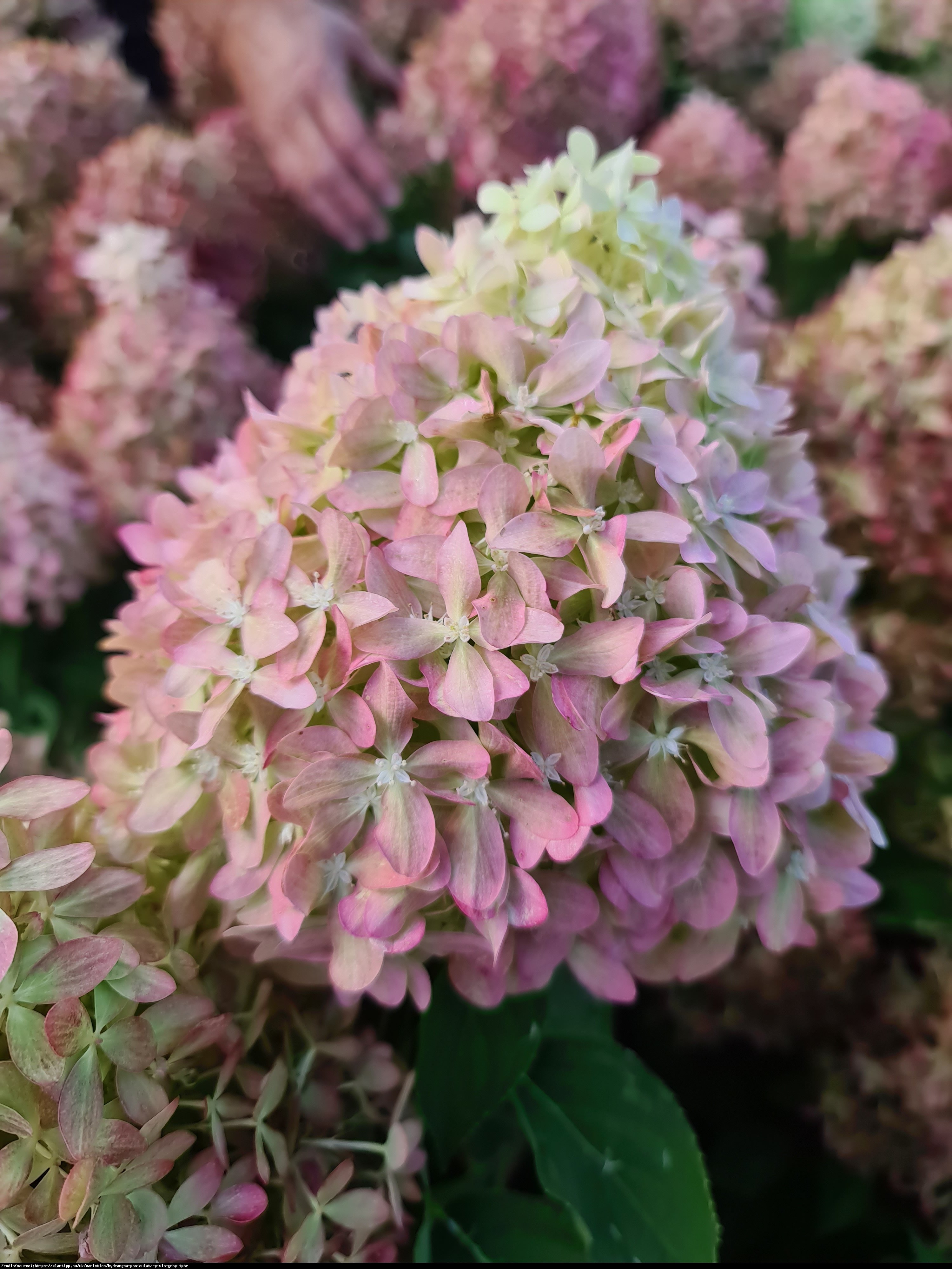 Hortensja bukietowa Pixio - RARYTAS, ogromne kwiaty,  zmienia barwy !!! - Hydrangea paniculata Pixio