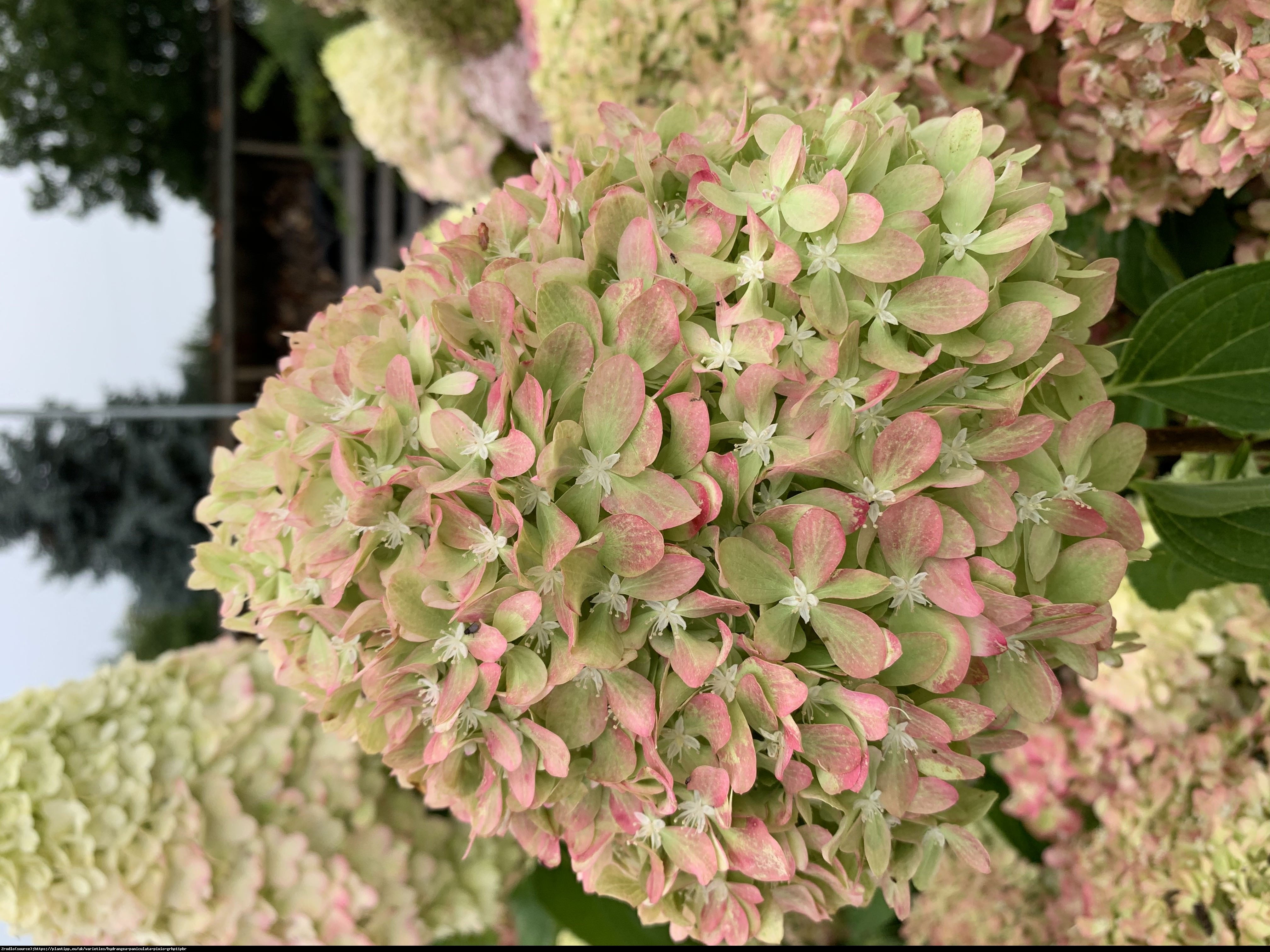 Hortensja bukietowa Pixio - RARYTAS, ogromne kwiaty,  zmienia barwy !!! - Hydrangea paniculata Pixio