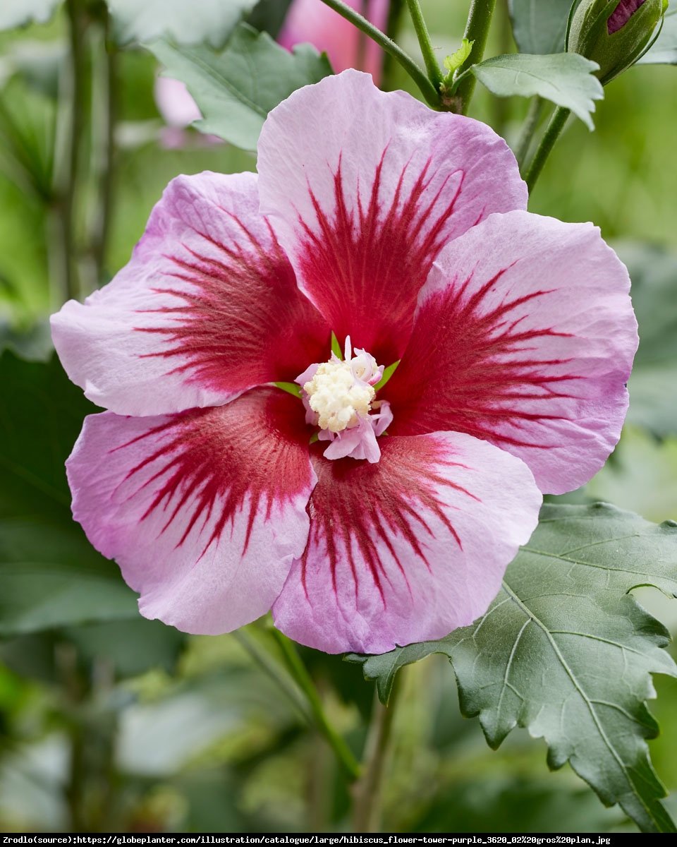 Ketmia Hibiskus syryjski Flower Tower Purple - KOLUMNOWY POKRÓJ,NOWOŚĆ NA RYNKU!!! - Hibiscus syriacus  Flower Tower Purple