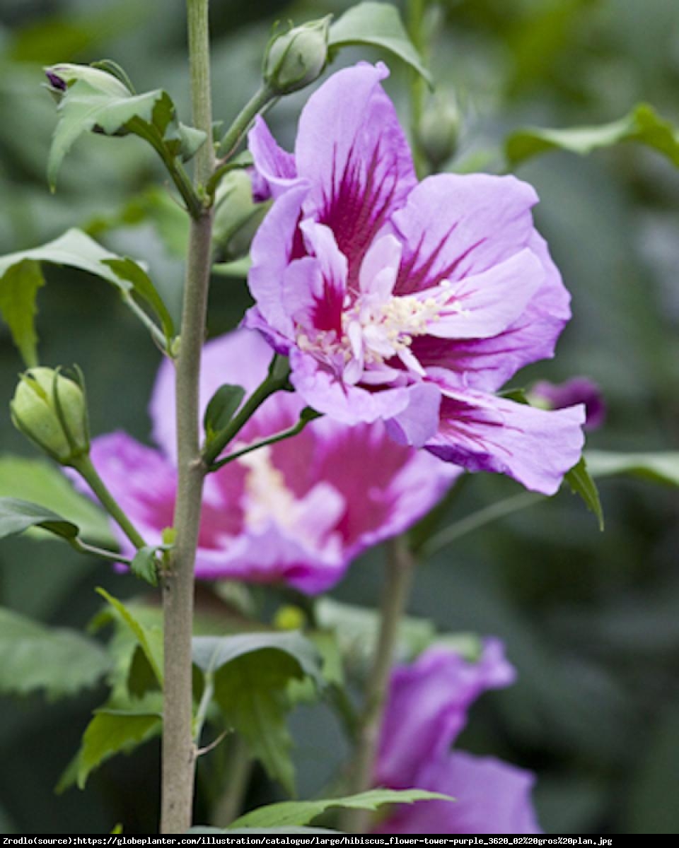 Ketmia Hibiskus syryjski Flower Tower Purple - KOLUMNOWY POKRÓJ,NOWOŚĆ NA RYNKU!!! - Hibiscus syriacus  Flower Tower Purple