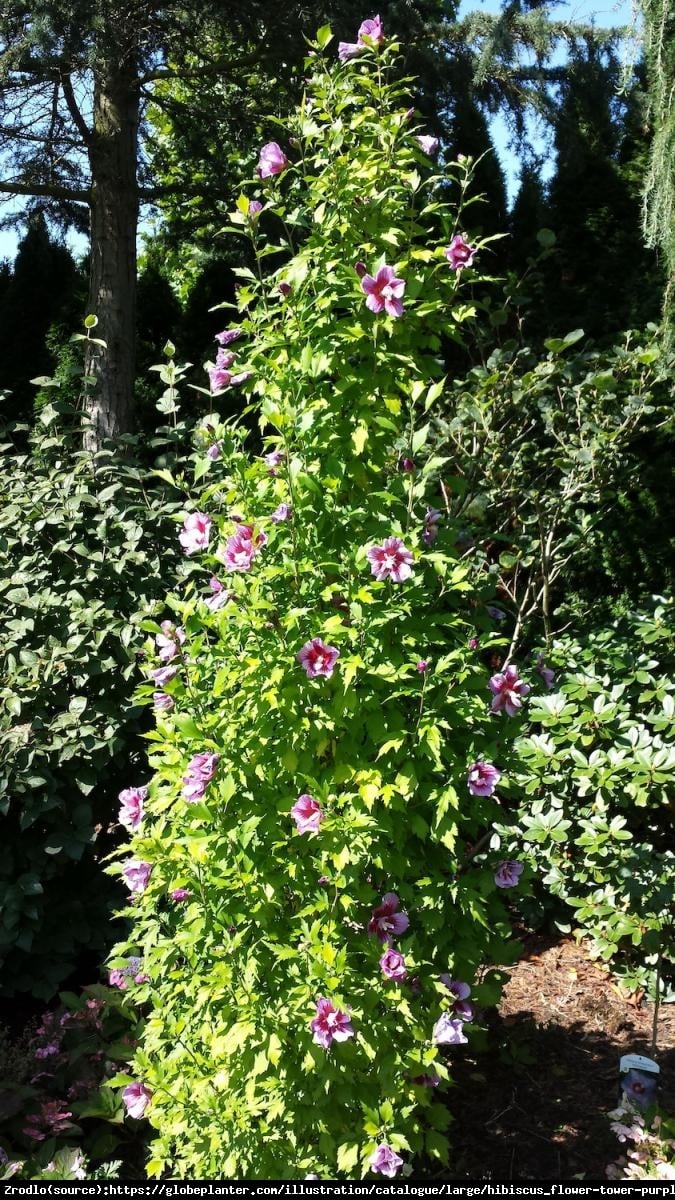 Ketmia Hibiskus syryjski Flower Tower Purple - KOLUMNOWY POKRÓJ,NOWOŚĆ NA RYNKU!!! - Hibiscus syriacus  Flower Tower Purple