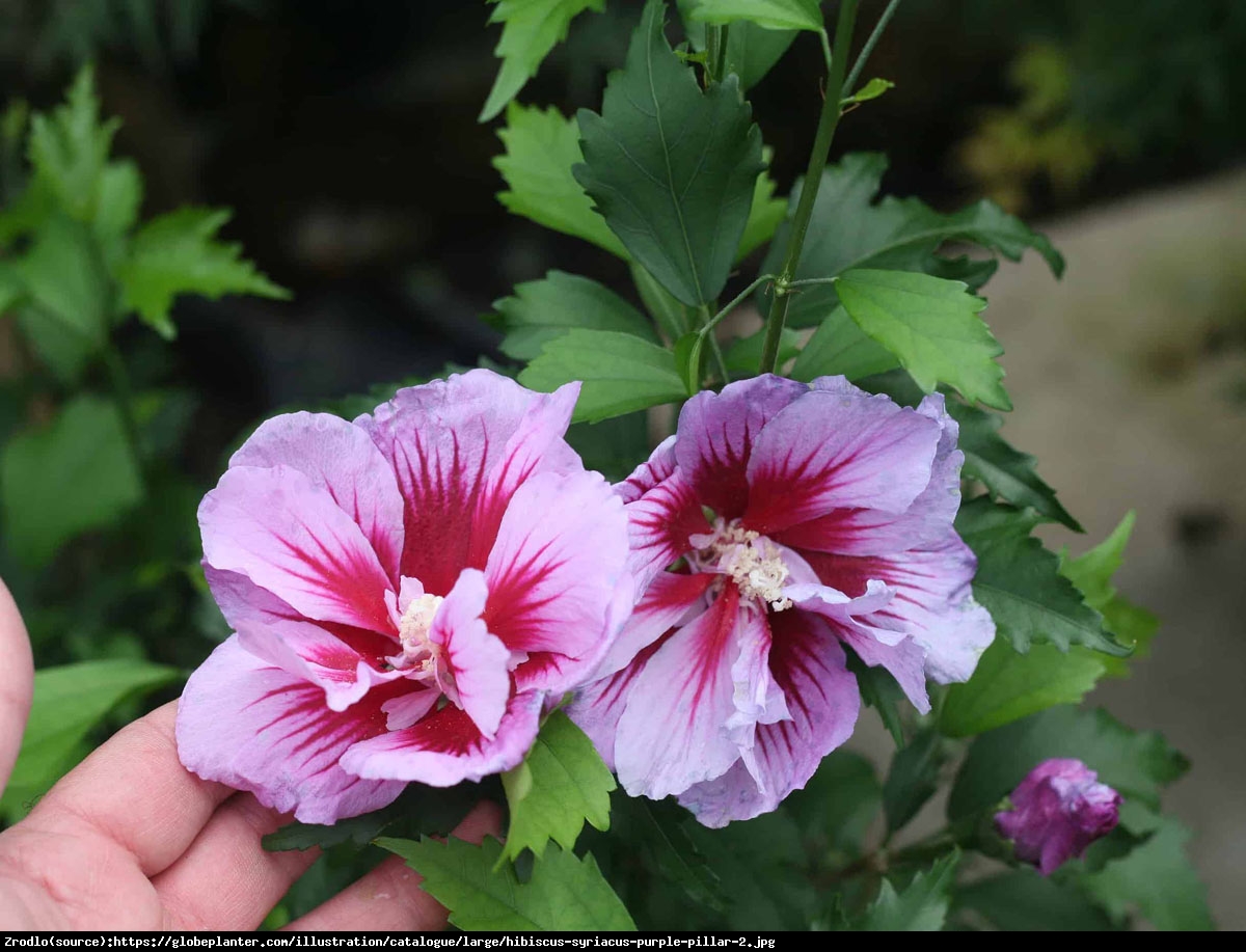Ketmia Hibiskus syryjski Flower Tower Purple - KOLUMNOWY POKRÓJ,NOWOŚĆ NA RYNKU!!! - Hibiscus syriacus  Flower Tower Purple