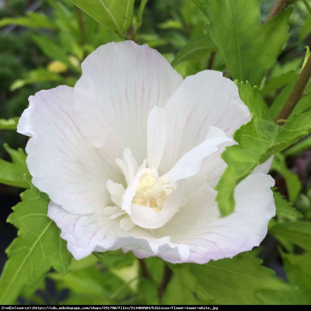 Ketmia Hibiskus syryjski Flower Tower White - KOLUMNOWY POKRÓJ,CZYSTO BIAŁA BARWA!!! - Hibiscus syriacus  Flower Tower White