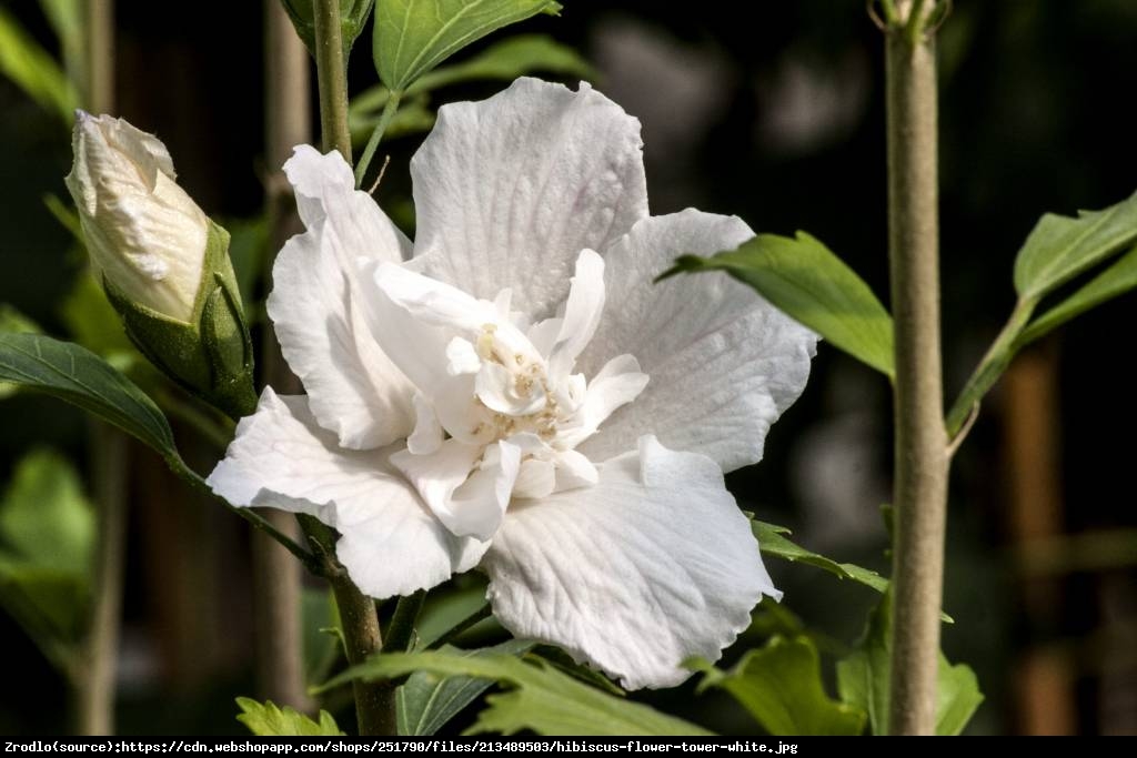 Ketmia Hibiskus syryjski Flower Tower White - KOLUMNOWY POKRÓJ,CZYSTO BIAŁA BARWA!!! - Hibiscus syriacus  Flower Tower White