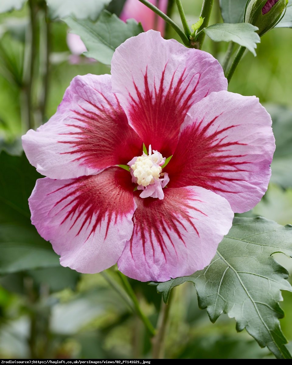 Ketmia Hibiskus syryjski Flower Tower White - KOLUMNOWY POKRÓJ,CZYSTO BIAŁA BARWA!!! - Hibiscus syriacus  Flower Tower White