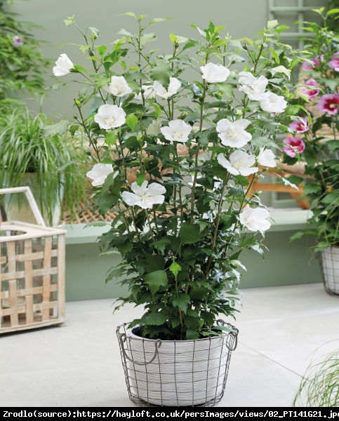 Ketmia Hibiskus syryjski Flower Tower White - KOLUMNOWY POKRÓJ,CZYSTO BIAŁA BARWA!!! - Hibiscus syriacus  Flower Tower White