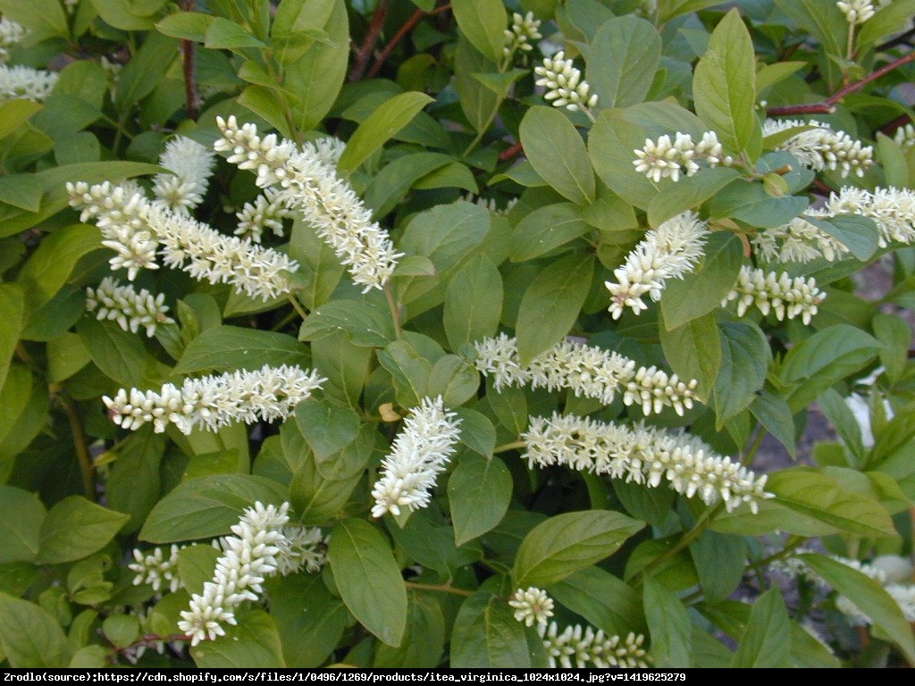 Itea wirginijska Henrys Itea virginica Henrys