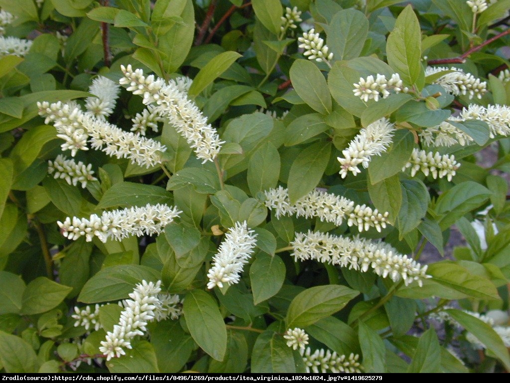 Itea wirginijska Henrys Garnet - Itea virginica Henrys Garnet