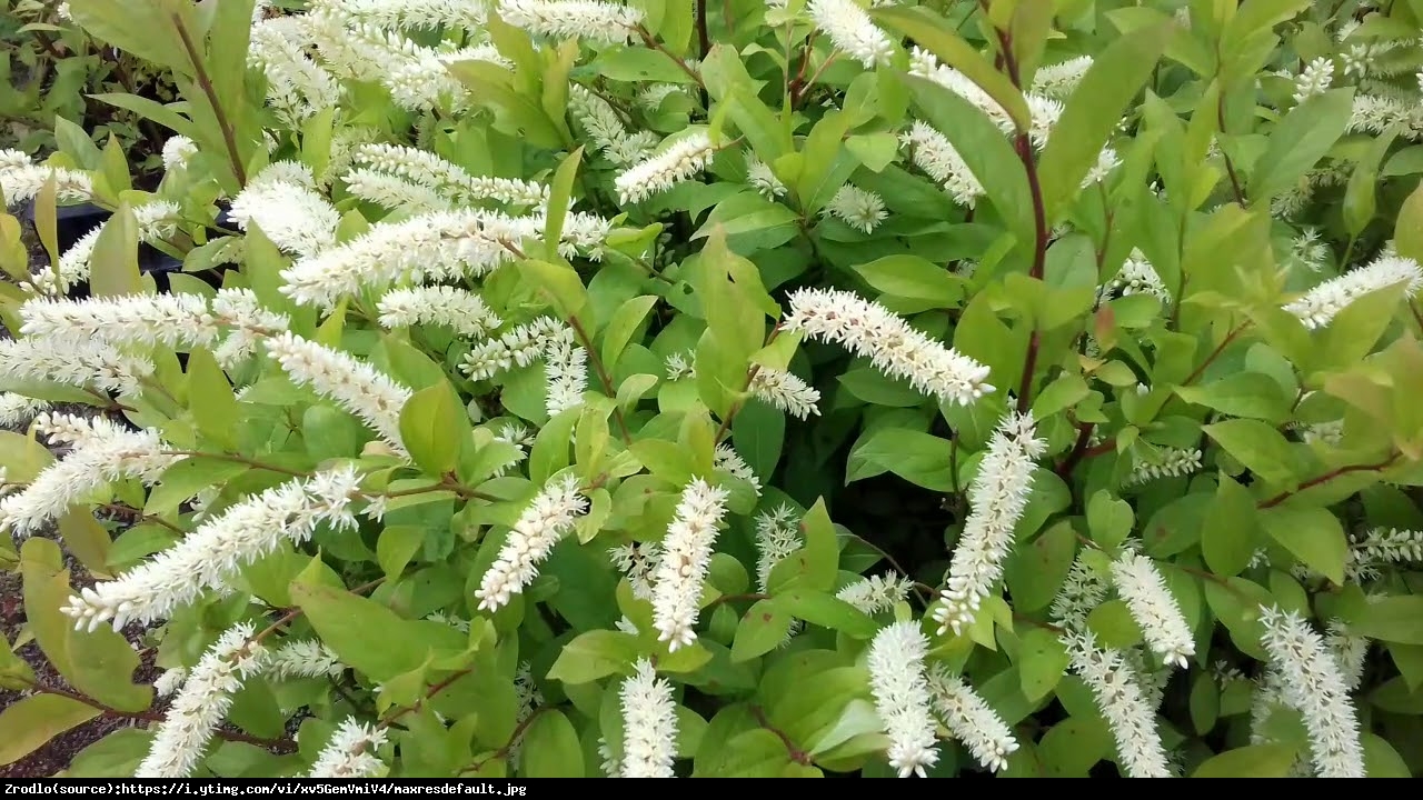 Itea wirginijska Henrys Garnet - Itea virginica Henrys Garnet