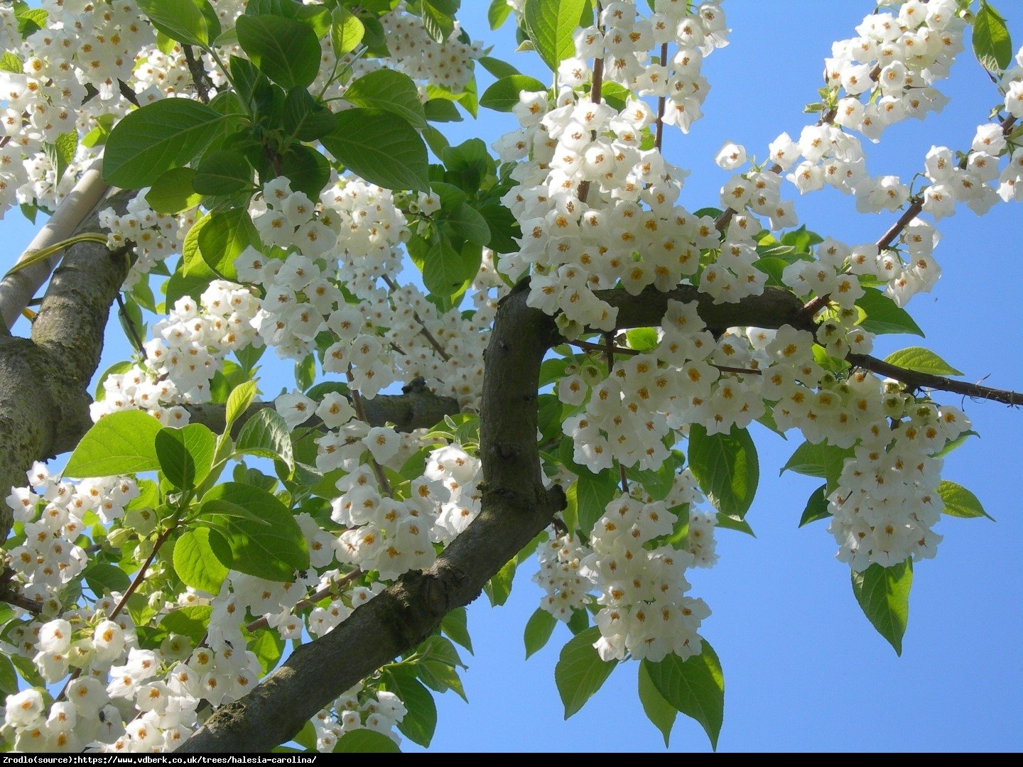 Ośnieża czteroskrzydła  - Halesia carolina