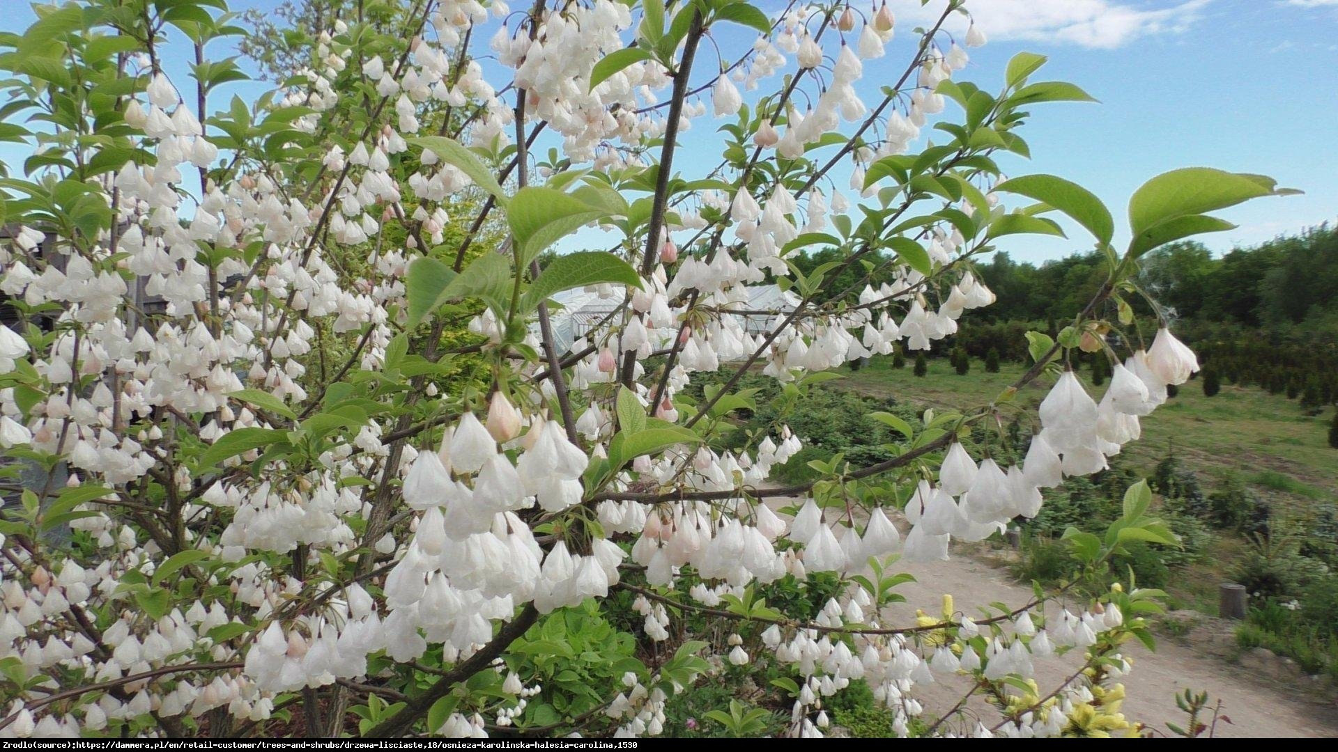 Ośnieża czteroskrzydła  - Halesia carolina