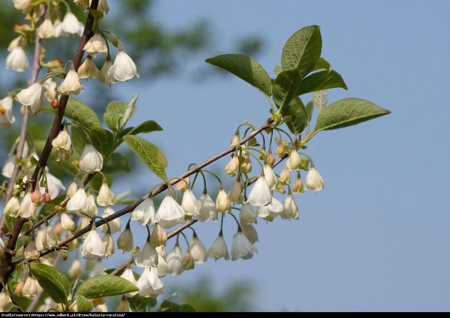 Ośnieża czteroskrzydła  - Halesia carolina