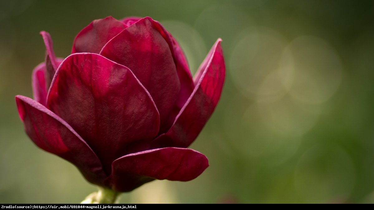 Magnolia Red as Red-DUŻE, INTENSYWNIE CZERWONE KWIATY!!! - Soulangeana Red as Red