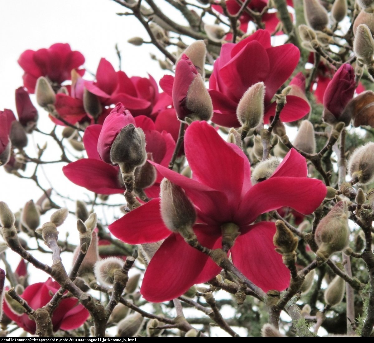 Magnolia Red as Red-DUŻE, INTENSYWNIE CZERWONE KWIATY!!! - Soulangeana Red as Red