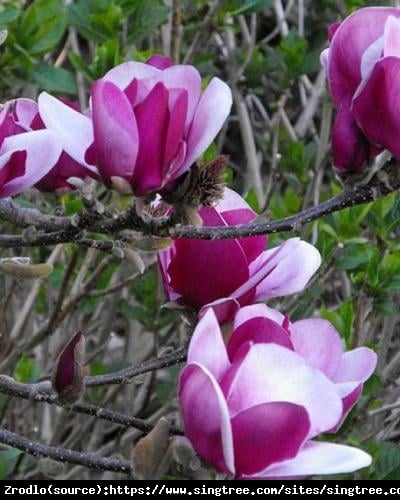 Magnolia Cameo-OSZAŁAMIAJĄCE ,TULIPANOWE KWIATY!!! - Magnolia Soulangeana Cameo