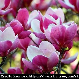 Magnolia Cameo-OSZAŁAMIAJĄCE ,TULIPANOWE KWIATY!!! - Magnolia Soulangeana Cameo