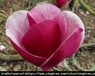 Magnolia Cameo-OSZAŁAMIAJĄCE ,TULIPANOWE KWIATY!!! - Magnolia Soulangeana Cameo