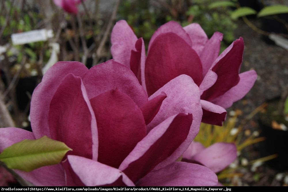 Magnolia Emperor-UNIKAT,CESARZ WŚRÓD MAGNOLII !!! - Magnolia Soulangeana Emperor