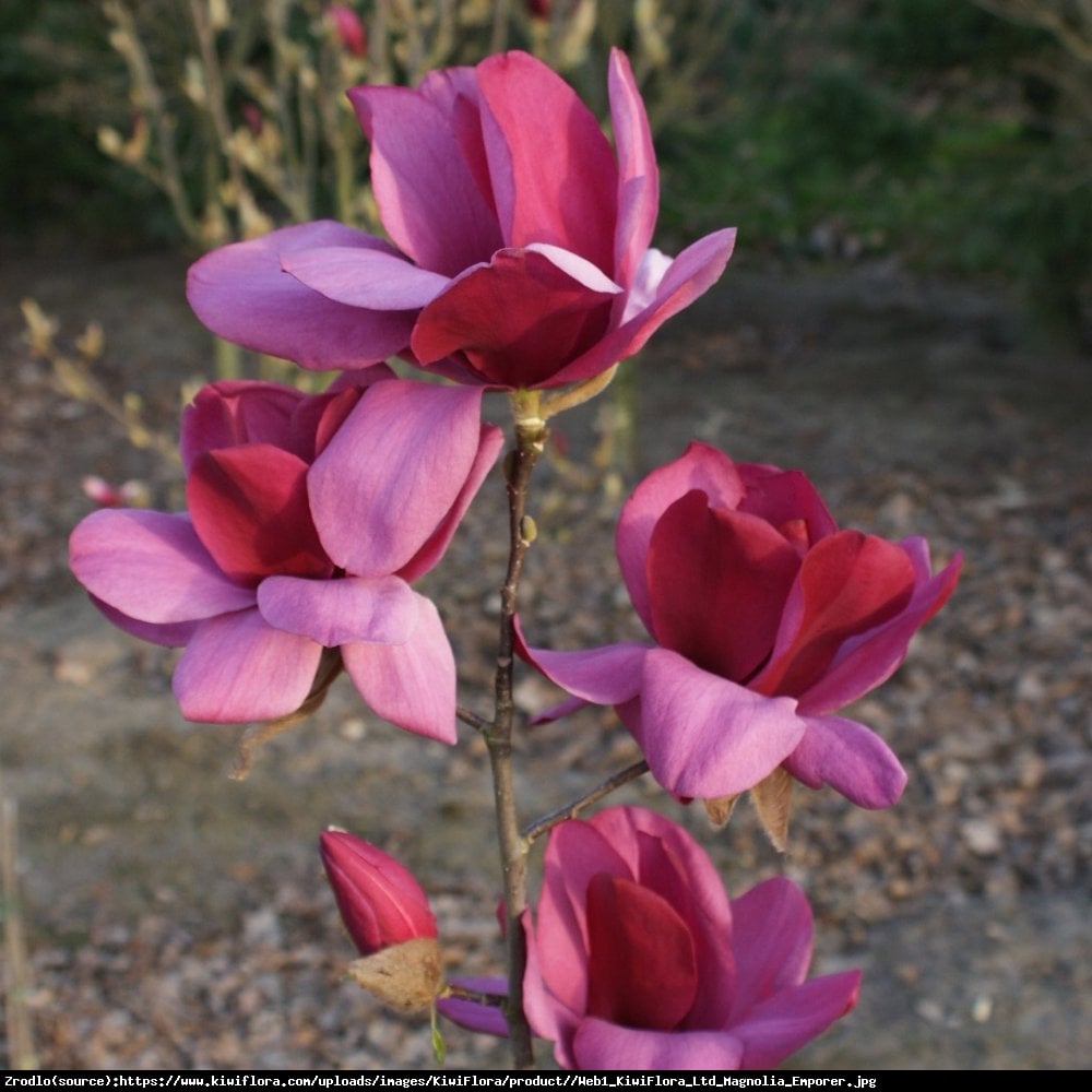 Magnolia Emperor-UNIKAT,CESARZ WŚRÓD MAGNOLII !!! - Magnolia Soulangeana Emperor