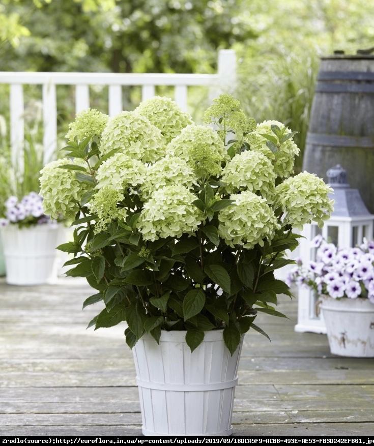 Hortensja bukietowa White Light-RARYTAS,PEREŁKA KOLEKCJONERSKA!!! - Hydrangea paniculata White Light