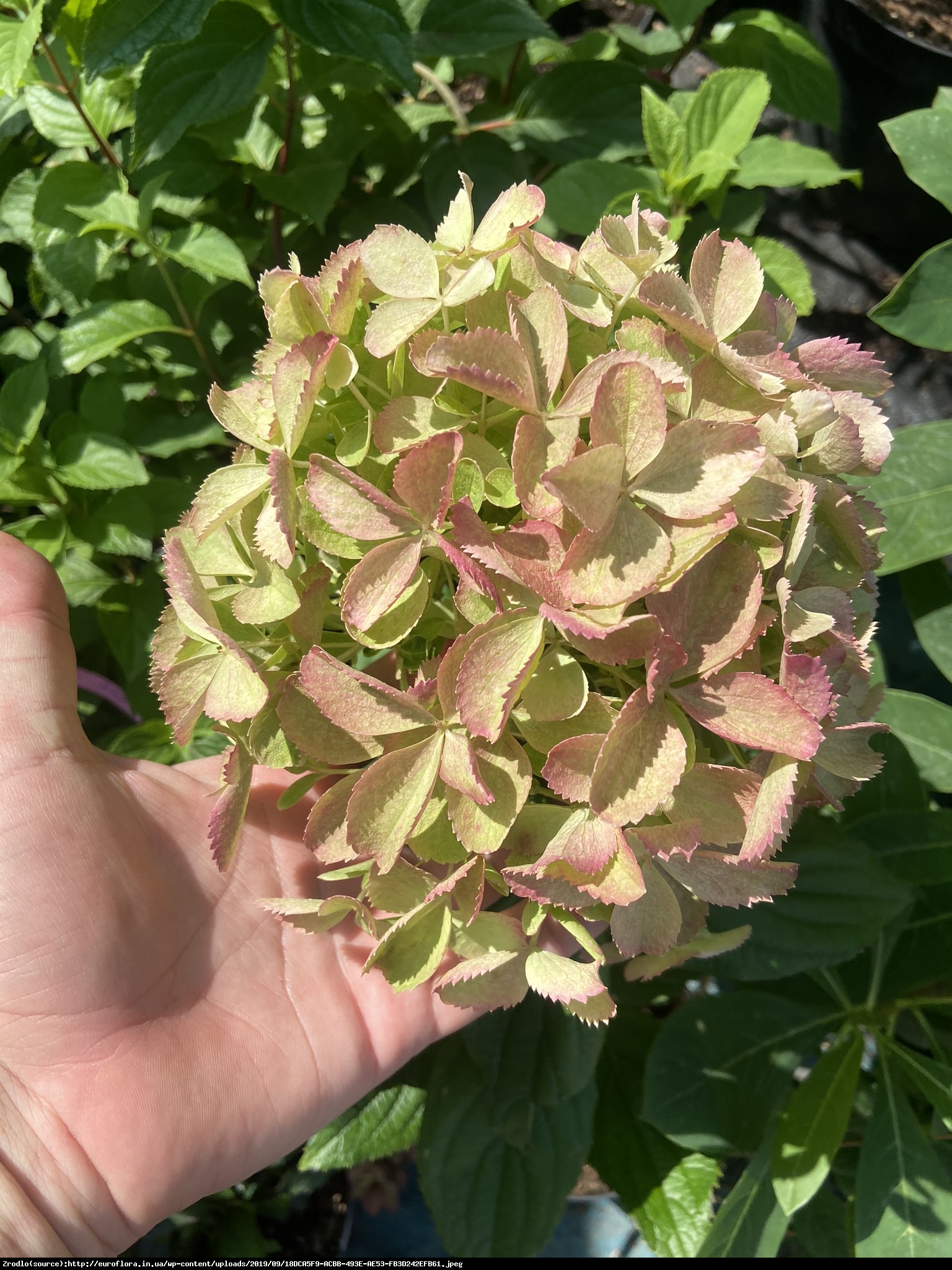 Hortensja bukietowa White Light-RARYTAS,PEREŁKA KOLEKCJONERSKA!!! - Hydrangea paniculata White Light