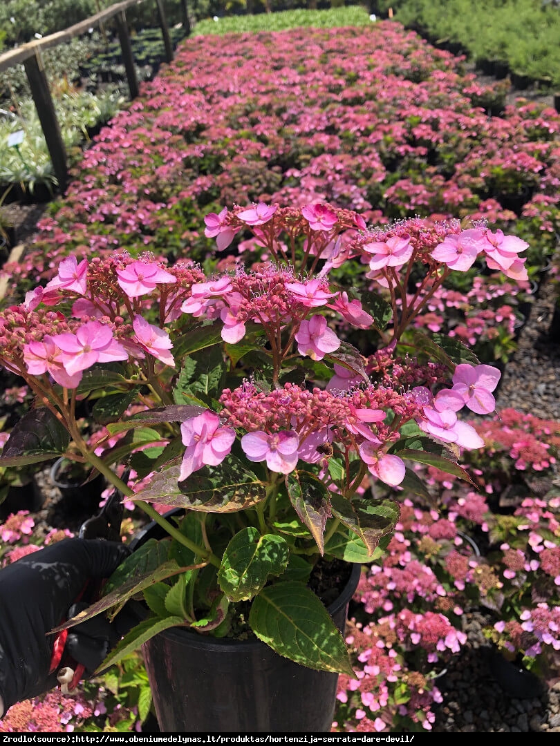 Hortensja piłkowana DAREDEVIL - Hydrangea serrata Daredevil