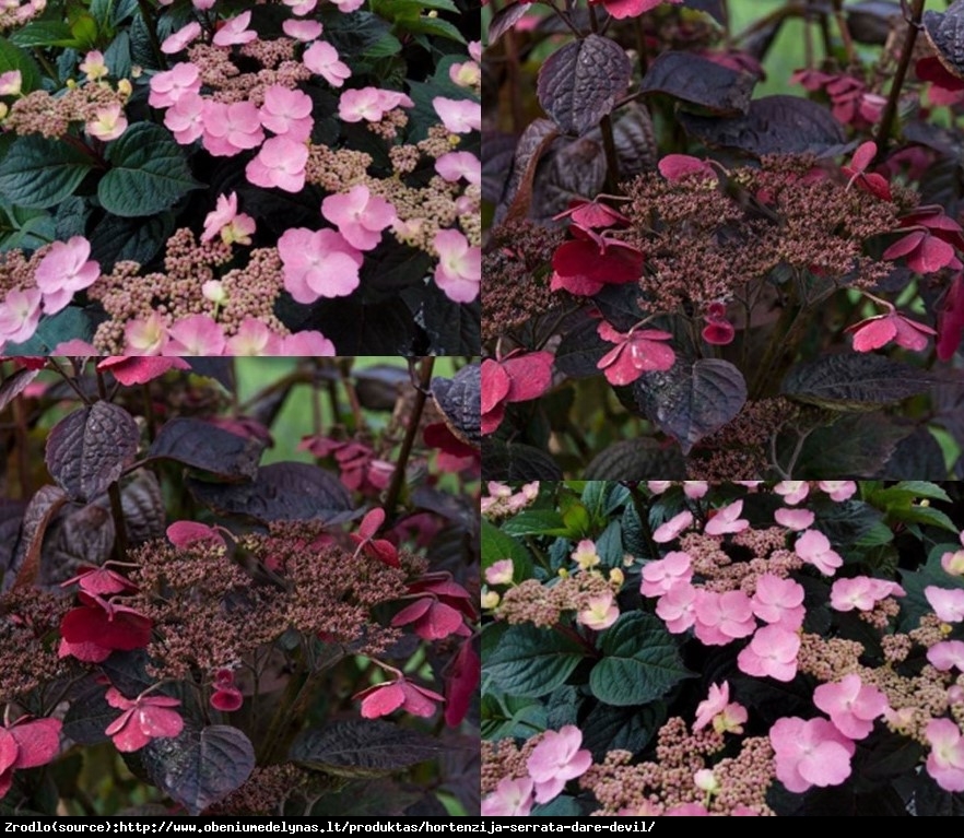 Hortensja piłkowana DAREDEVIL - Hydrangea serrata Daredevil