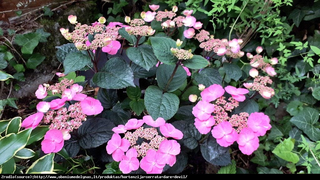 Hortensja piłkowana DAREDEVIL - Hydrangea serrata Daredevil