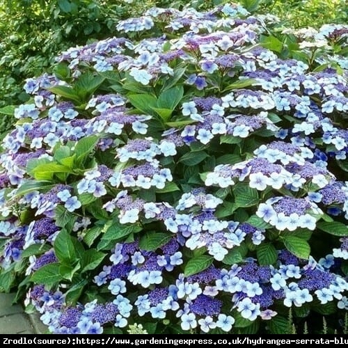 Hortensja piłkowana Veerle-NIEZWYKLE ORGINALNY KRZEW!!! - Hydrangea serrata Veerle