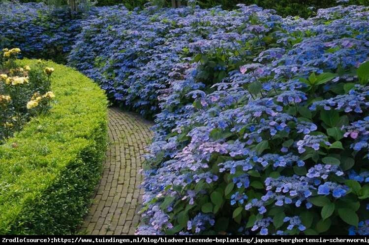 Hortensja piłkowana Veerle-NIEZWYKLE ORGINALNY KRZEW!!! - Hydrangea serrata Veerle