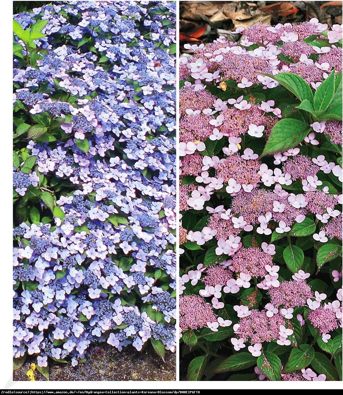 Hortensja piłkowana Veerle-NIEZWYKLE ORGINALNY KRZEW!!! - Hydrangea serrata Veerle