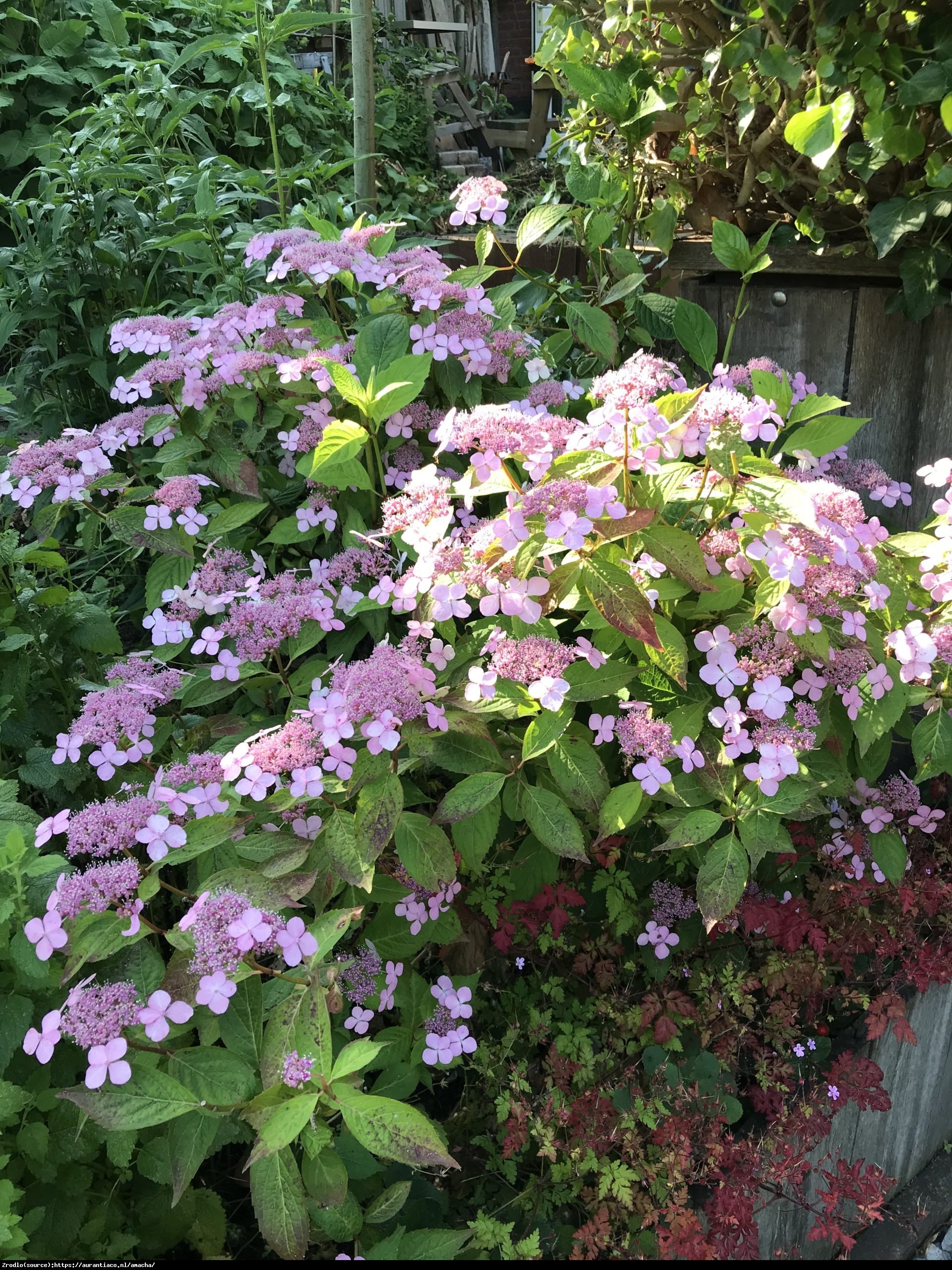 Hortensja piłkowana Veerle-NIEZWYKLE ORGINALNY KRZEW!!! - Hydrangea serrata Veerle