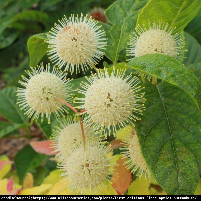 Guzikowiec zachodni FIBER OPTICS -PACHNĄCE,MIODOWE KWIATY. - Cephalanthus occidentalis FIBER OPTICS