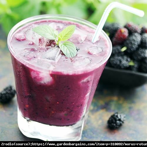 Morwa  Mojo Berry- OWOCE OD PIERWSZEGO ROKU PO POSADZENIU !!! - Morus rotundiloba Mojo Berry