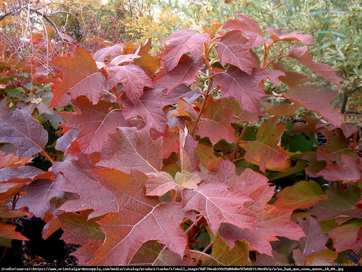 Hortensja dębolistna Burgundy - Hydrangea quercifolia Burgundy